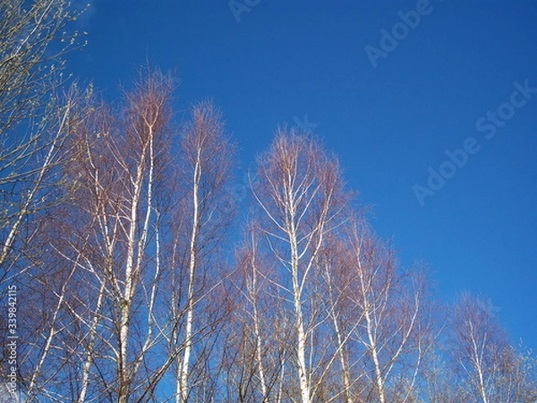 Obraz spring sky in the forest