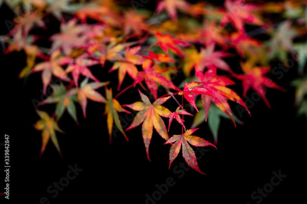 Fototapeta The natural texture of colorful maple leaves or Momijigari in autumn at Japan. Light sunset of the sun with dramatic yellow and orange sky. Image depth of field.
