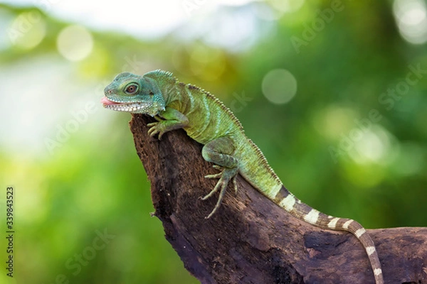 Fototapeta green lizard on a branch