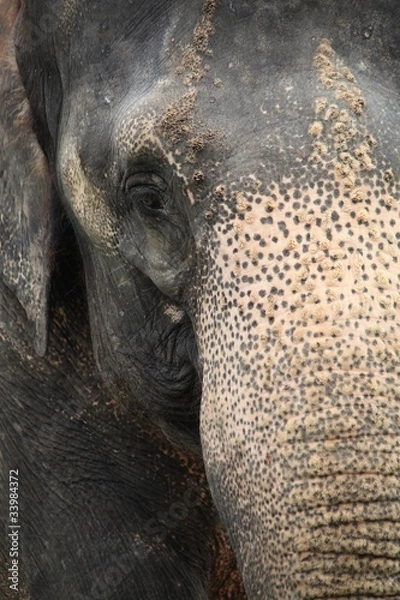 Obraz zoologischer Garten