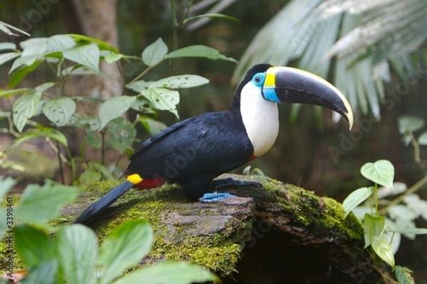 Obraz beautiful toucan