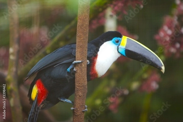 Obraz toucan