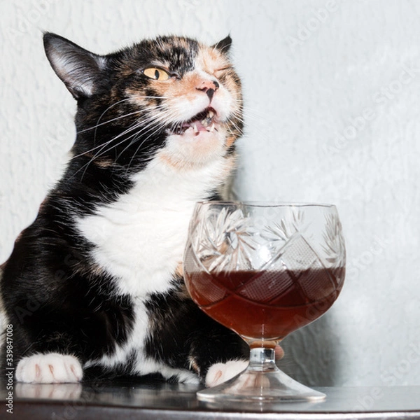 Fototapeta funny tricolor cat sits with open mouth near a glass of whiskey.