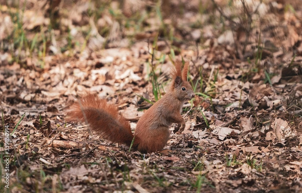 Fototapeta squirrel in the park