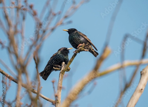 Fototapeta starling on the tree