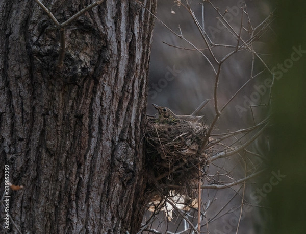 Fototapeta bird nest in the tree