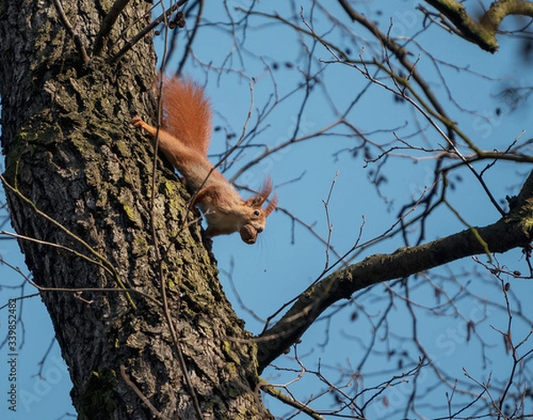 Fototapeta squirrel on a tree