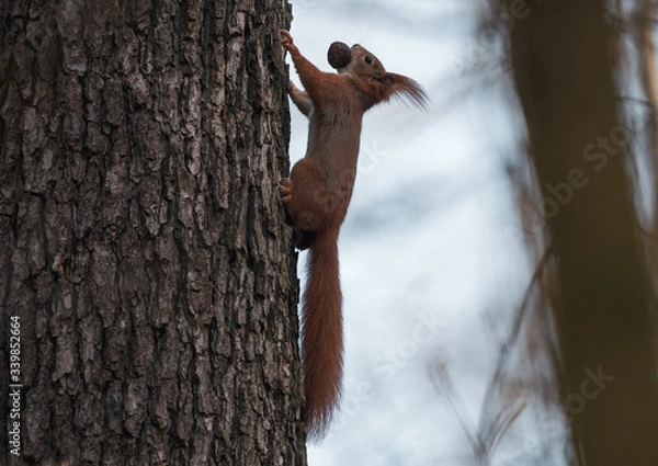Fototapeta squirrel on a tree