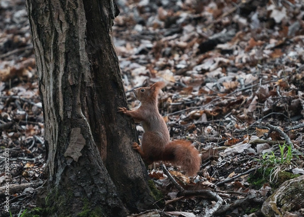 Fototapeta squirrel on a tree