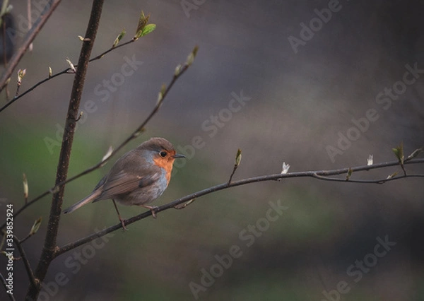Fototapeta robin on branch