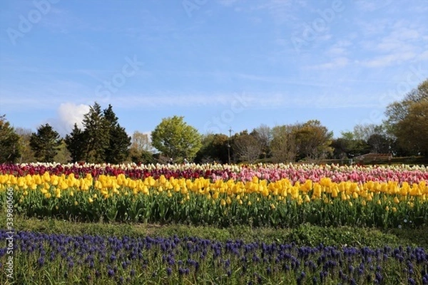 Obraz 馬見丘陵公園　チューリップ畑