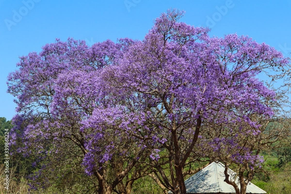 Fototapeta lilac tree in bloom in spring