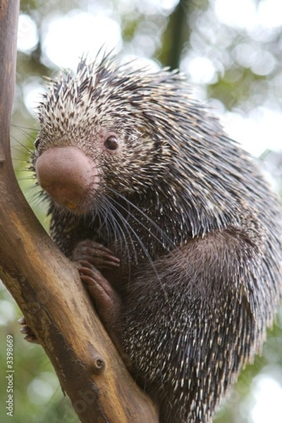 Obraz porcupine
