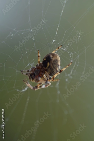Obraz spider on the web