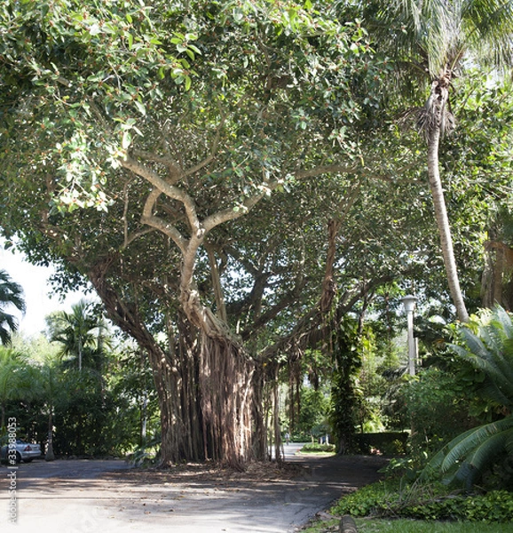 Obraz tree in the road