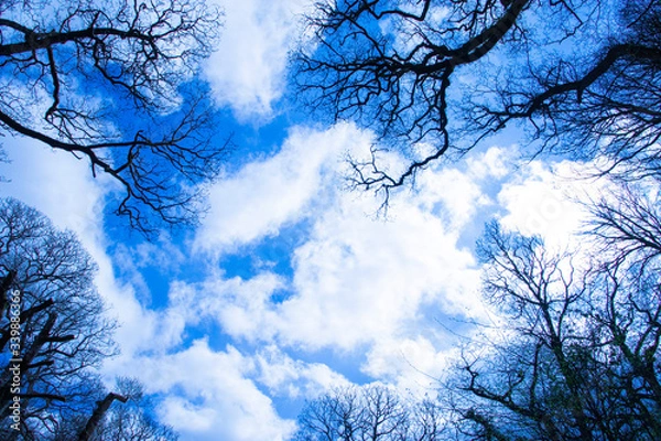 Fototapeta Gazing up through trees in spring towards a cloudy blue sky.