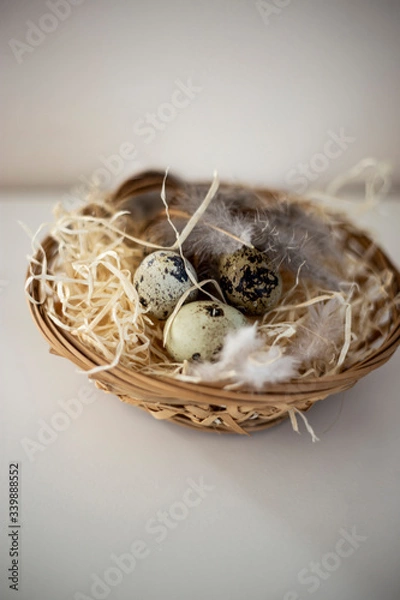 Fototapeta Eier im Nest