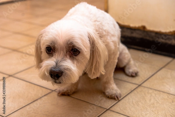 Obraz 犬の動作　怯える