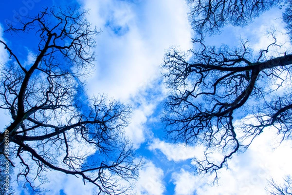 Fototapeta Gazing further up through trees in spring towards a cloudy blue sky.