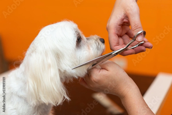 Obraz マルチーズのカット