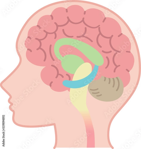 Obraz 脳の図表（医療・説明図・脳のしくみ・文字なし）