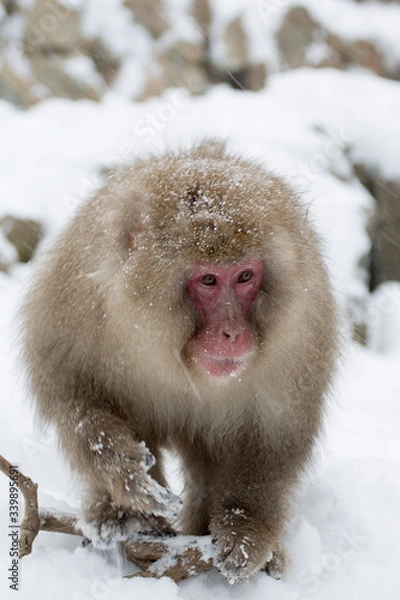 Fototapeta Snow Monkey walking over snow. Japanese Macaque with snow on fur walking towards camera.