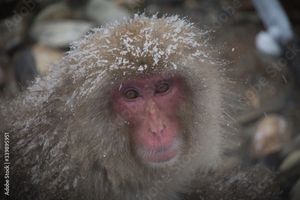 Fototapeta Snow Monkey staring into lens. Japanese Macaque with snow on its light fluffy fur..