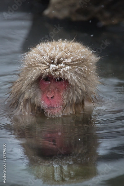 Fototapeta Snow Monkey in Onsen. Japanese Macaque with reflection in warm thermal spring.