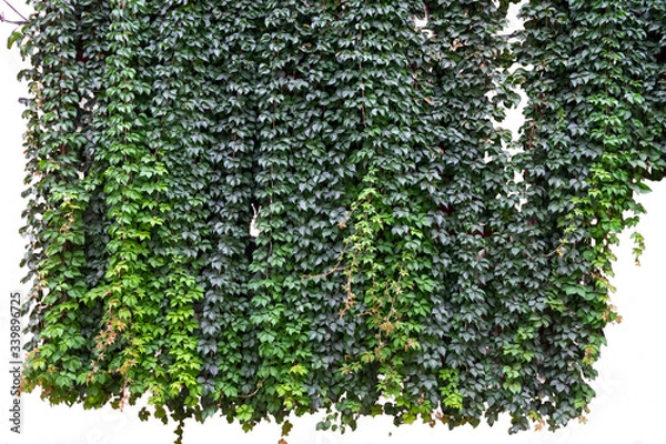 Obraz Muro hiedra