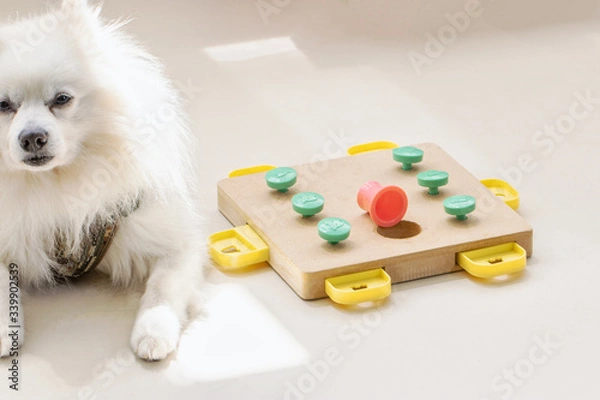Fototapeta Dog playing Intellectual game. Training game for dogs.