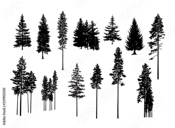 Fototapeta Set. Silhouettes of pine trees.