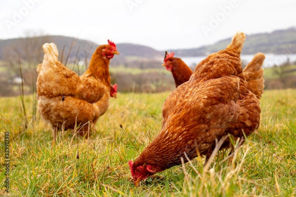 Fototapeta Trio of hens out in the field overlooking a lake.