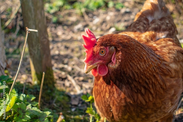 Fototapeta A lone hen in deep thought.