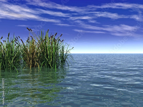 Fototapeta water plants