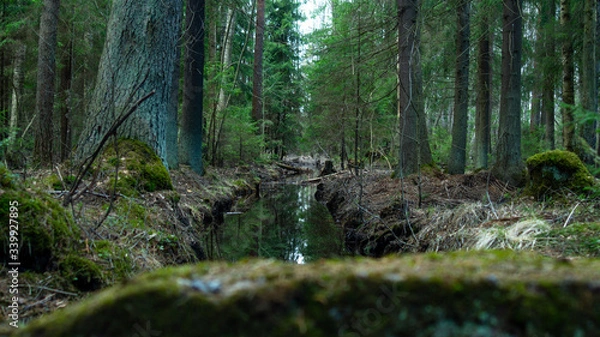 Obraz tree in the forest, dark forest
