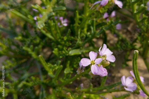 Obraz Beautiful pink flowers