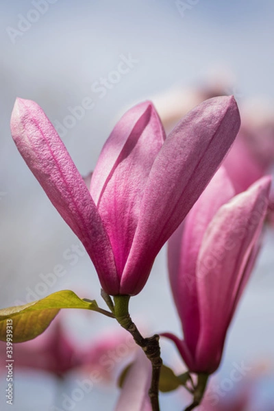 Obraz pink magnolia flower