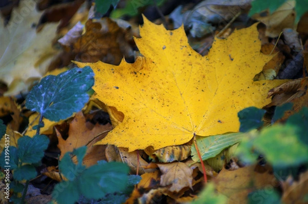 Fototapeta Background of colored wet autumnal maple leaves in a morning