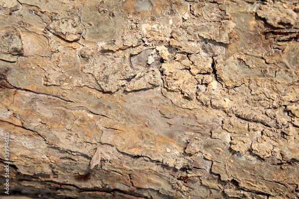 Fototapeta bark of a tree