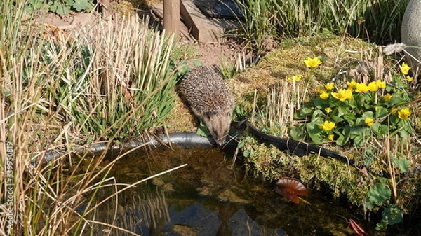 Fototapeta Igel am Gartenteich