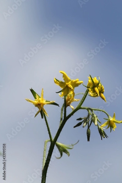 Obraz トマトの花