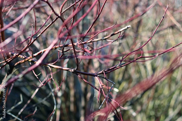 Obraz branches of a tree