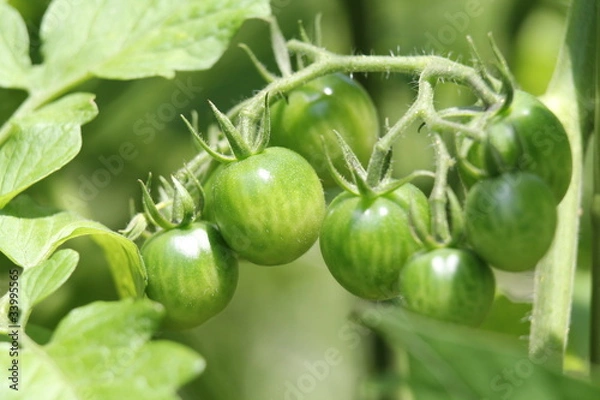 Obraz トマトのまだ青い果実