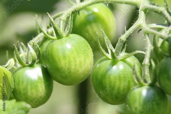 Obraz トマトのまだ青い果実