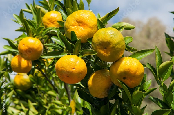 Fototapeta Bergamots