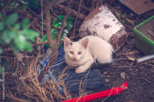 Obraz Worried White Cat