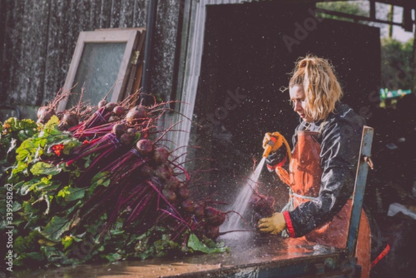 Obraz Female Farmer washing beetroot