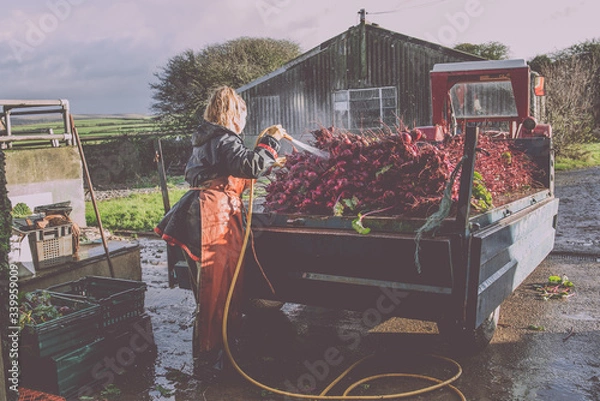 Obraz Female Farmer washing beetroot