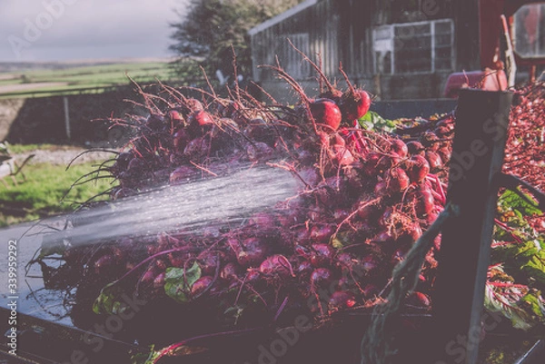 Obraz Beetroot farming