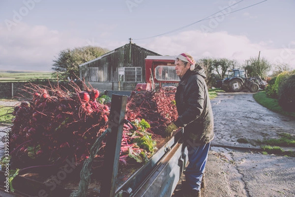 Obraz 
Beetroot farming